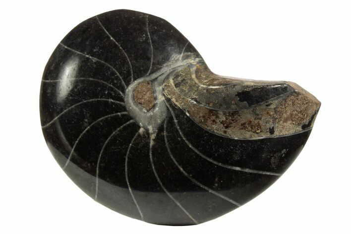 Polished Fossil Nautilus (Cymatoceras) - Unusual Black Color! #329244